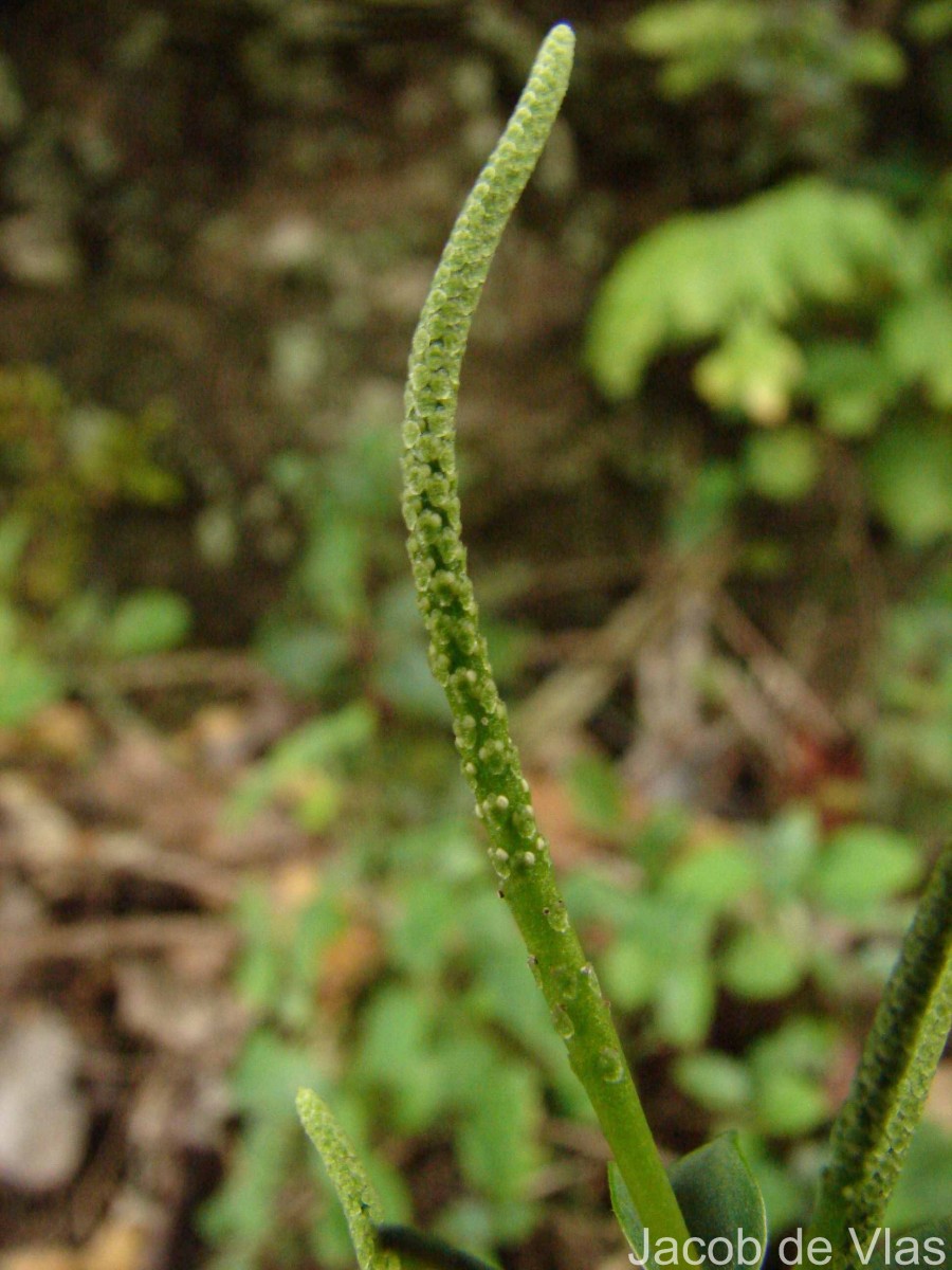 Peperomia leptostachya Hook. & Arn.